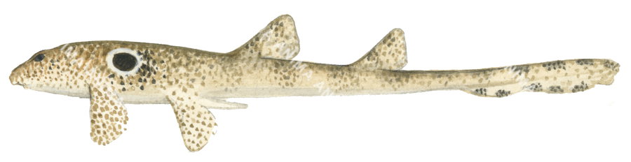 Illustration of the speckled carpetshark-2, high resolution image on white background, side view.