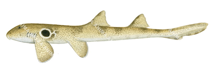 Illustration of the speckled carpetshark-3, high resolution image on white background, side view.