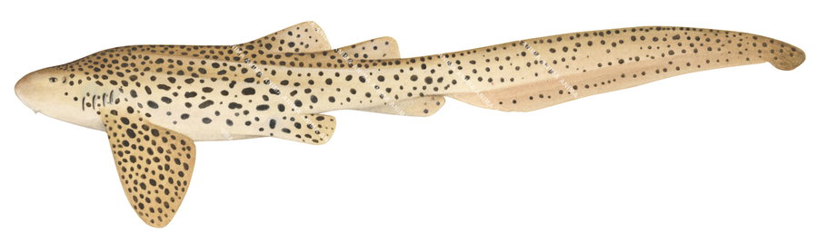 Illustration of the Zebra Shark,Adult,Stegostoma fasciatum on white background, lateral view.