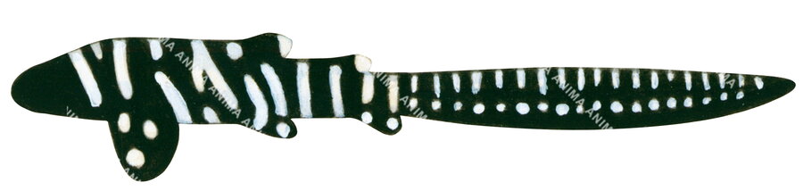 Zebra Shark Juvenile,Stegostoma fasciatum.Scientific illustration, side view, white background.