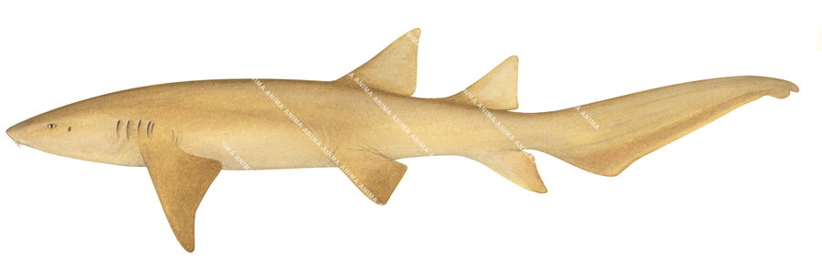 Shark illustration of the Tawny Shark, Nebrius ferrugineus, on white background.