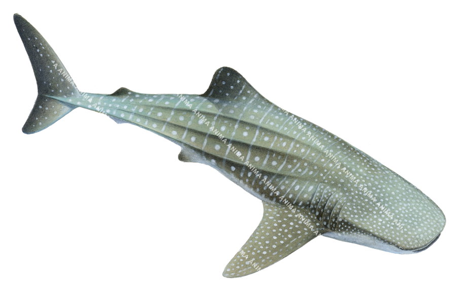 Realistic illustration of the Whale Shark,Rhincodon typus, on white background, dorsal view, alive position