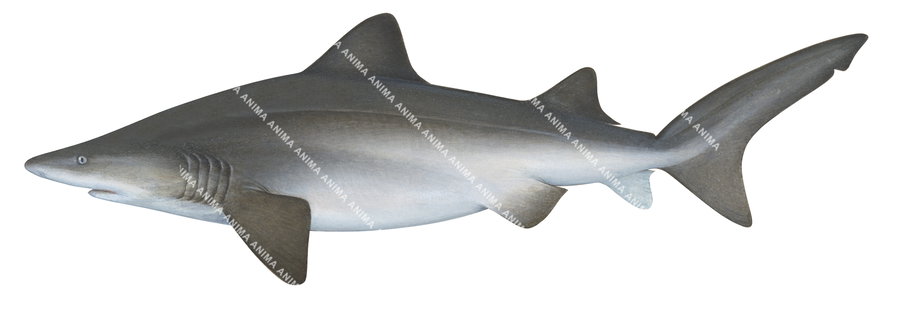 Scientific illustration of the Sand Tiger Shark,Odontaspis ferox on white background, side view.