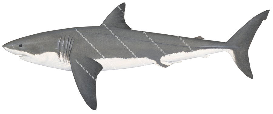 Scientific illustration of the illustration of the Great White Shark-2, side view.