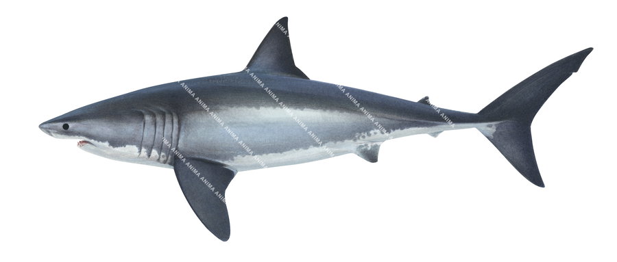 illustration of theGreat White Shark,Carcharodon carcharias, side view, colourful.