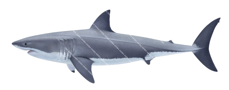 scientific illustration of the Great White Shark,Carcharodon carcharias, colourful on white background.