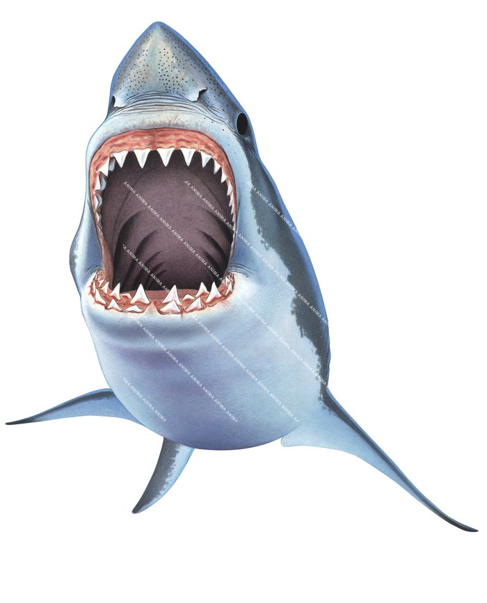 Illustration of the Great White Shark chasing prey,Carcharodon carcharias, white background.