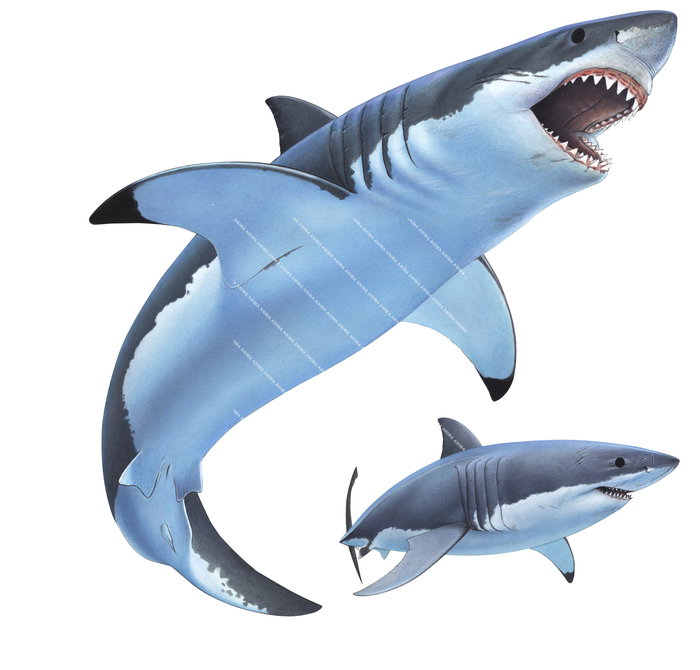 realistic illustrations of the Couple of Great White Sharks ,Carcharodon carcharias, swimming, colouful.