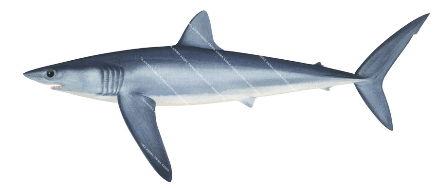 Illustration of the Longfin Mako,Isurus paucus,scientific positiion.