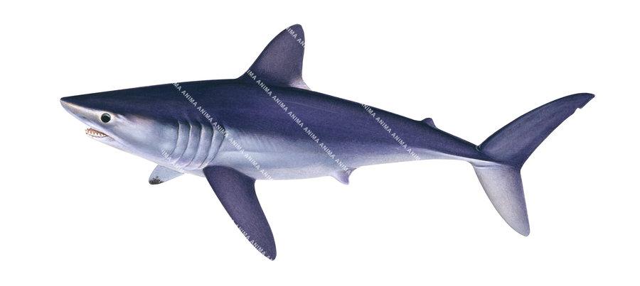 illustration of the Swimming Porbeagle Shark, colourful, side view.