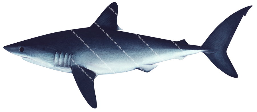 Illustration of the Porbeagle Shark-1,Lamna nasus, side view.