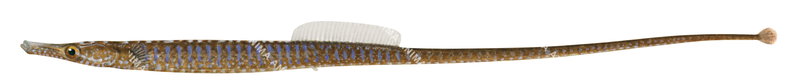 Port Phillip Pipefish