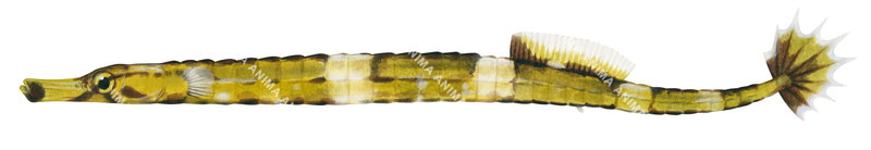 Upside-down Pipefish