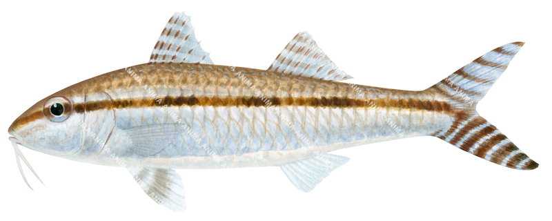 Australian Goatfish