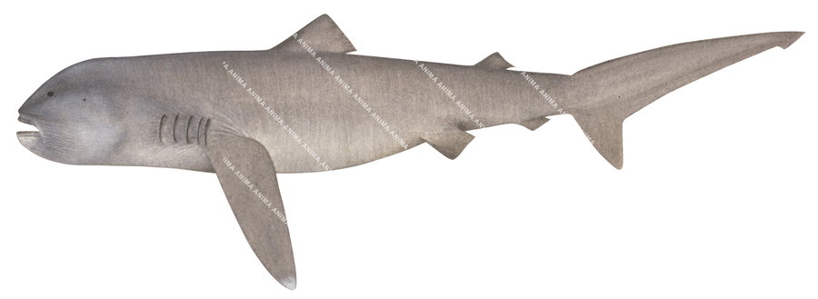 Illustration of the Megamouth Shark, Megachasma pelagios,white background, colourful, scientific position