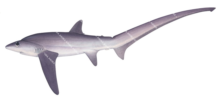 scientific illustration of the Bigeye Thresher Shark,Alopias superciliosus on white background, colourful, side view.
