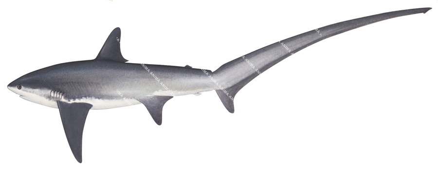 quality digital illustration of the Thresher Shark-1,Alopias vulpinus on white background, colourful.