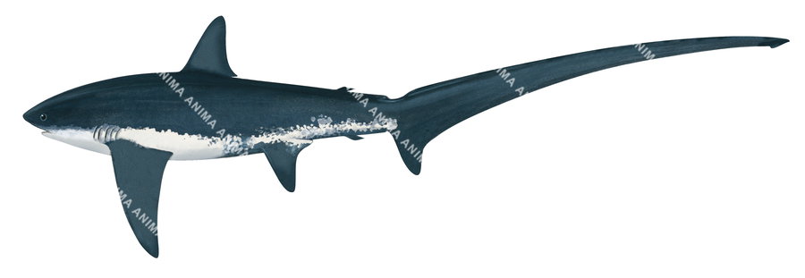 High resolution scientific illustration of the Thresher Shark-2 on white background and clipping path.