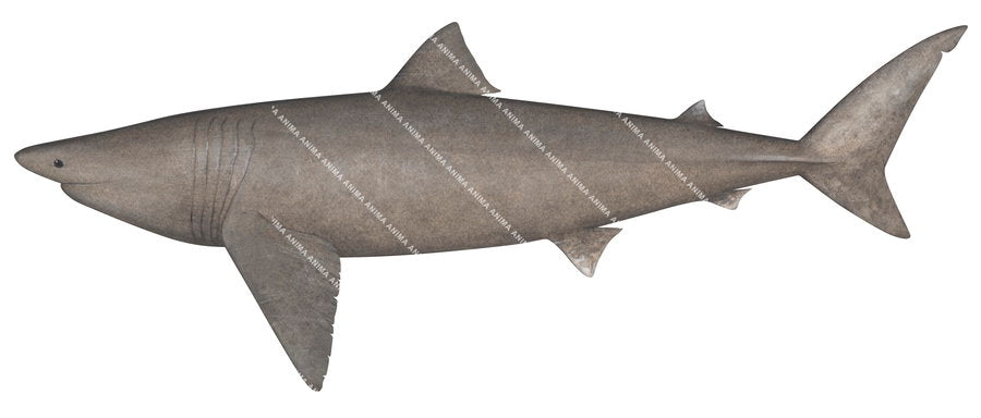 illustration of the Basking Shark,Cetorhinus maximus, side view.