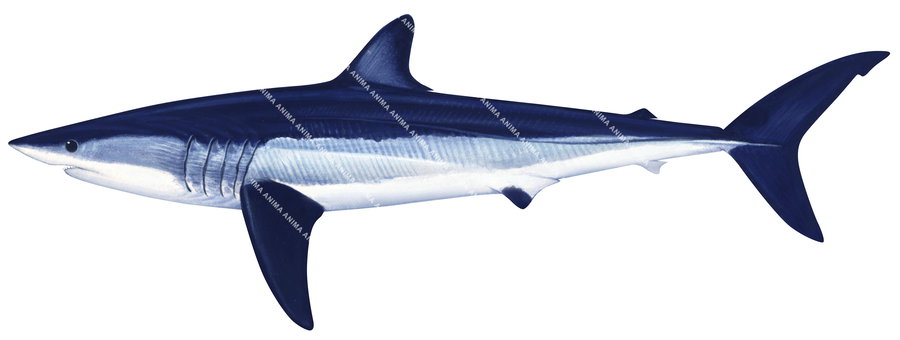 Scientific illustration of the illustration of the Shortfin Mako-4 on white background.