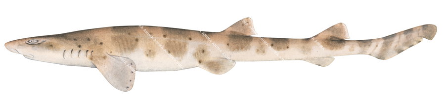 illustrations of the Banded Catshark ,Atelomycterus fasciatus, lateral view.
