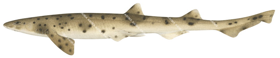 Orangespotted Catshark