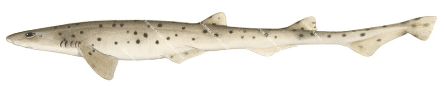 Palespotted Catshark