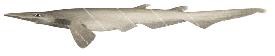 Pinocchio Catshark-1