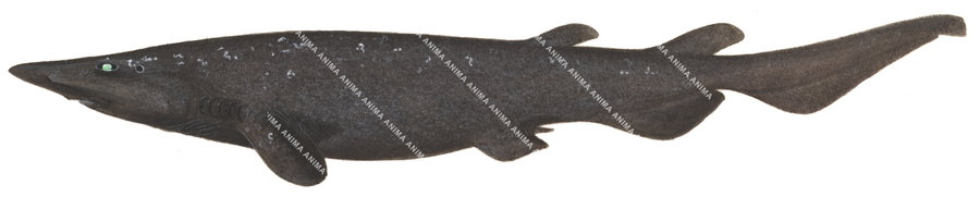 Roughskin Catshark