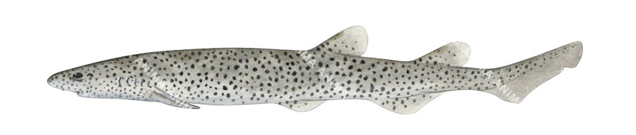 Saddled Catshark
