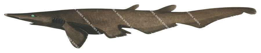 Smoothbelly Catshark