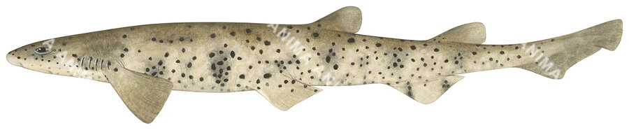 Variegated Catshark