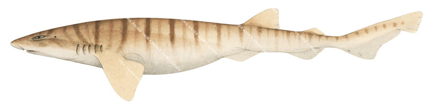 Narrowbar Swellshark