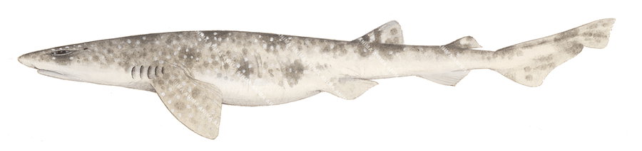 Speckled Swellshark