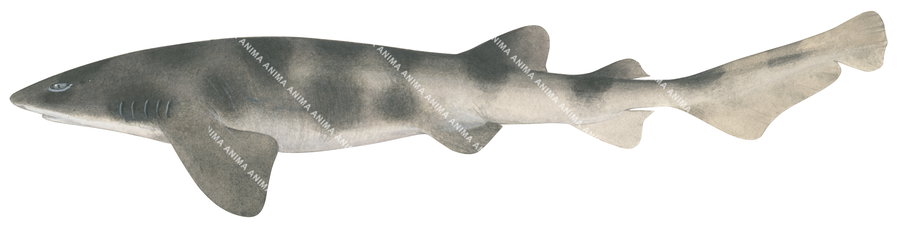 illustration of the Whitefin Swellshark by Roger Swainston, side view