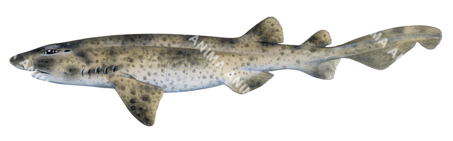 Swellshark