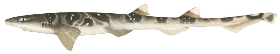 Sawtail Shark