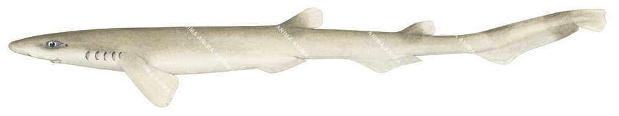Slender Sawtail Shark