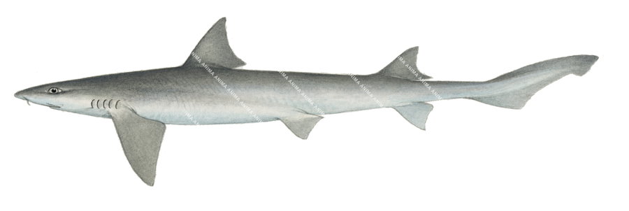 Barbelled Houndshark