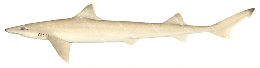 Darksnout Houndshark