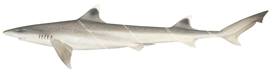 Sicklefin Houndshark