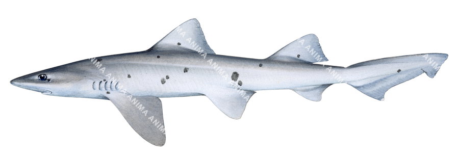 Spotted Houndshark