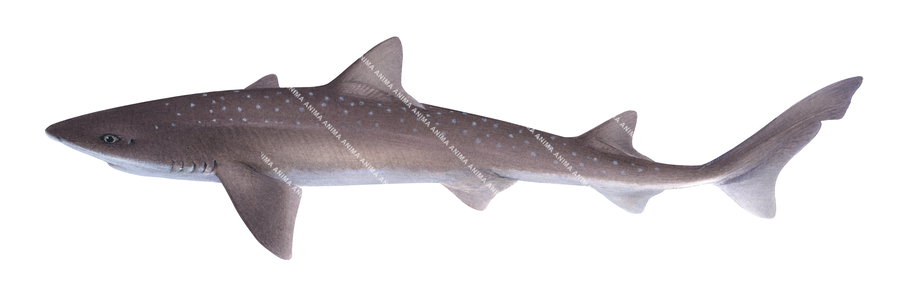 Accurate illustration of the Gummy Shark,Mustelus antarcticus on white background