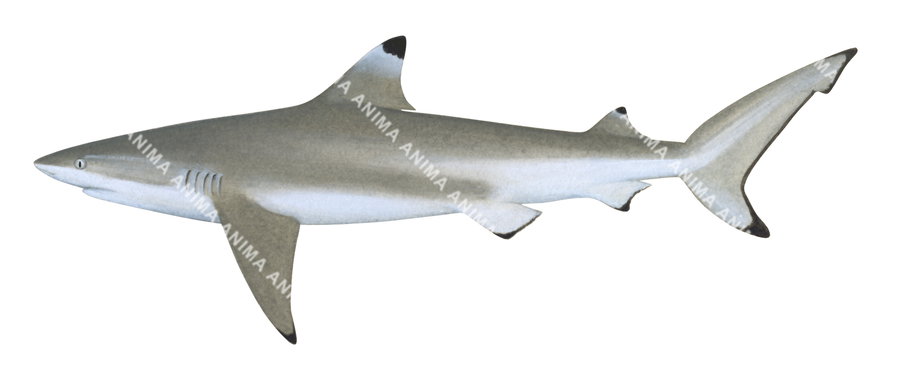 Blacktip Reef Shark-1