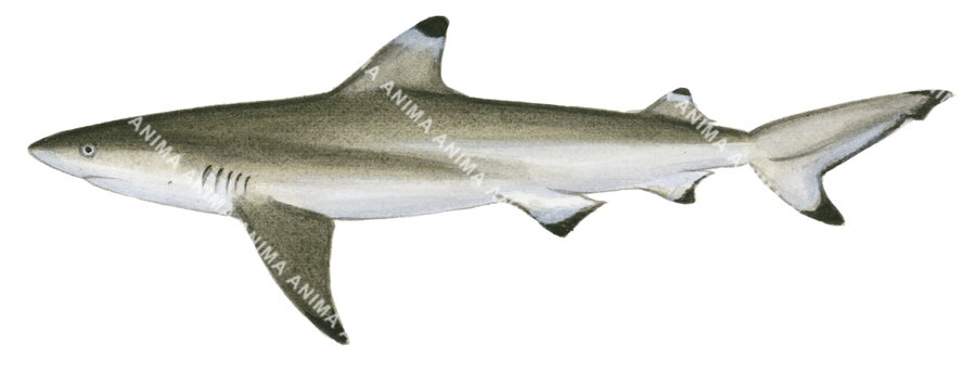 Blacktip Reef Shark-4