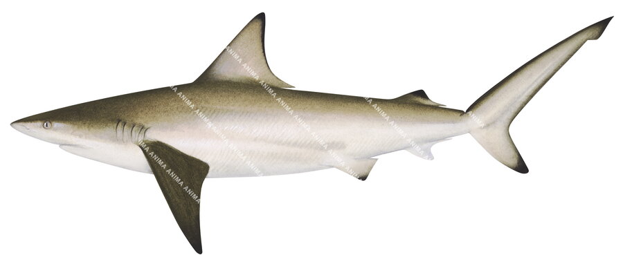 Australian Blacktip Shark