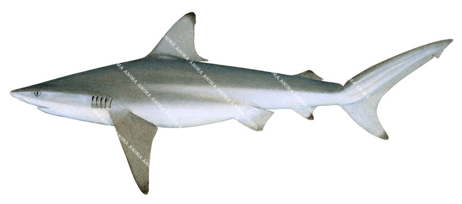 Common Blacktip Shark