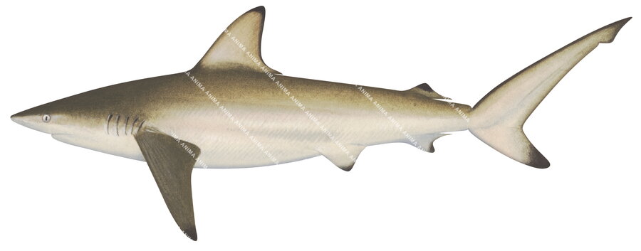 Common Blacktip Shark-2