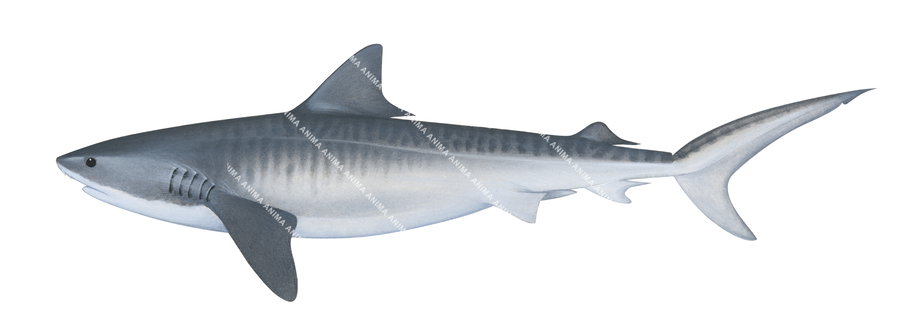 Realistic accurate illustration of the Tiger Shark-2,Galeocerdo cuvieri, alive position, colourful.