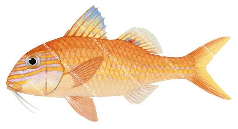 Stott's Goatfish